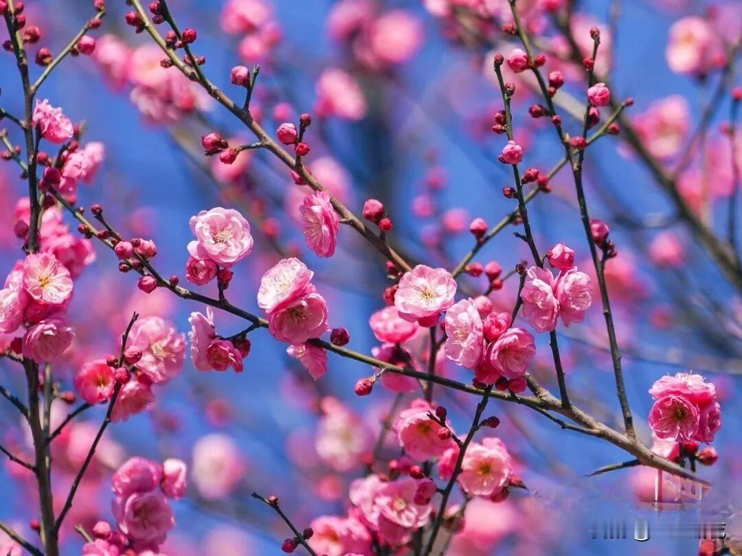 武汉的“梅花坡”简直是冬日惊喜！
1月6日，早梅已绽开三成，首批游客就迫不及待来