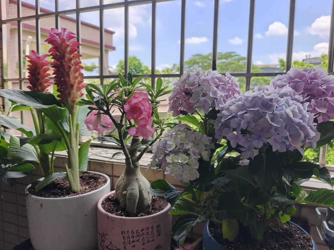 这些都是我在阳台上种的花，图三那种我也不知道是什么花，认识的朋友可以告诉我吗？谢