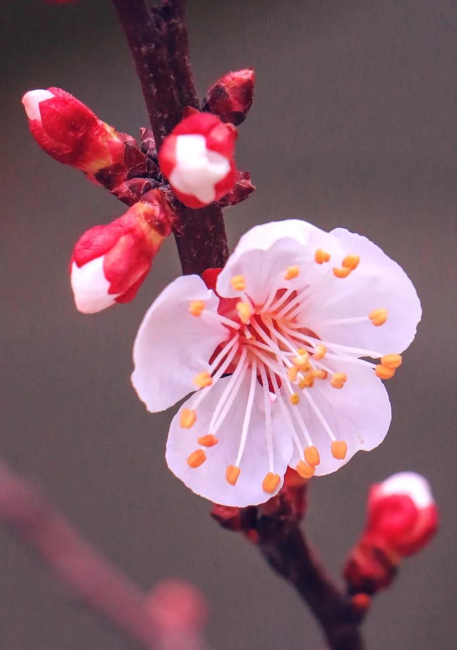 ——上联:昨夜清风梳绿柳，
试对下联:今朝细雨妆红花。
    抛砖引玉，敬待佳