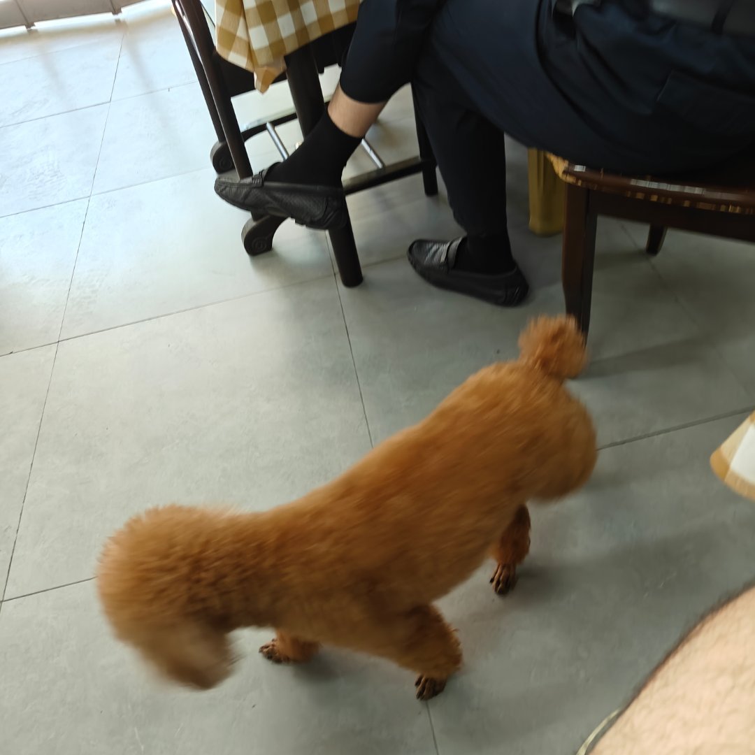 一大早吃早餐看到个忧郁的狗子一直看外面的世界[不愧是你][不愧是你] ​​​