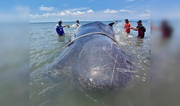 有谁知道，这是个什么玩意儿？