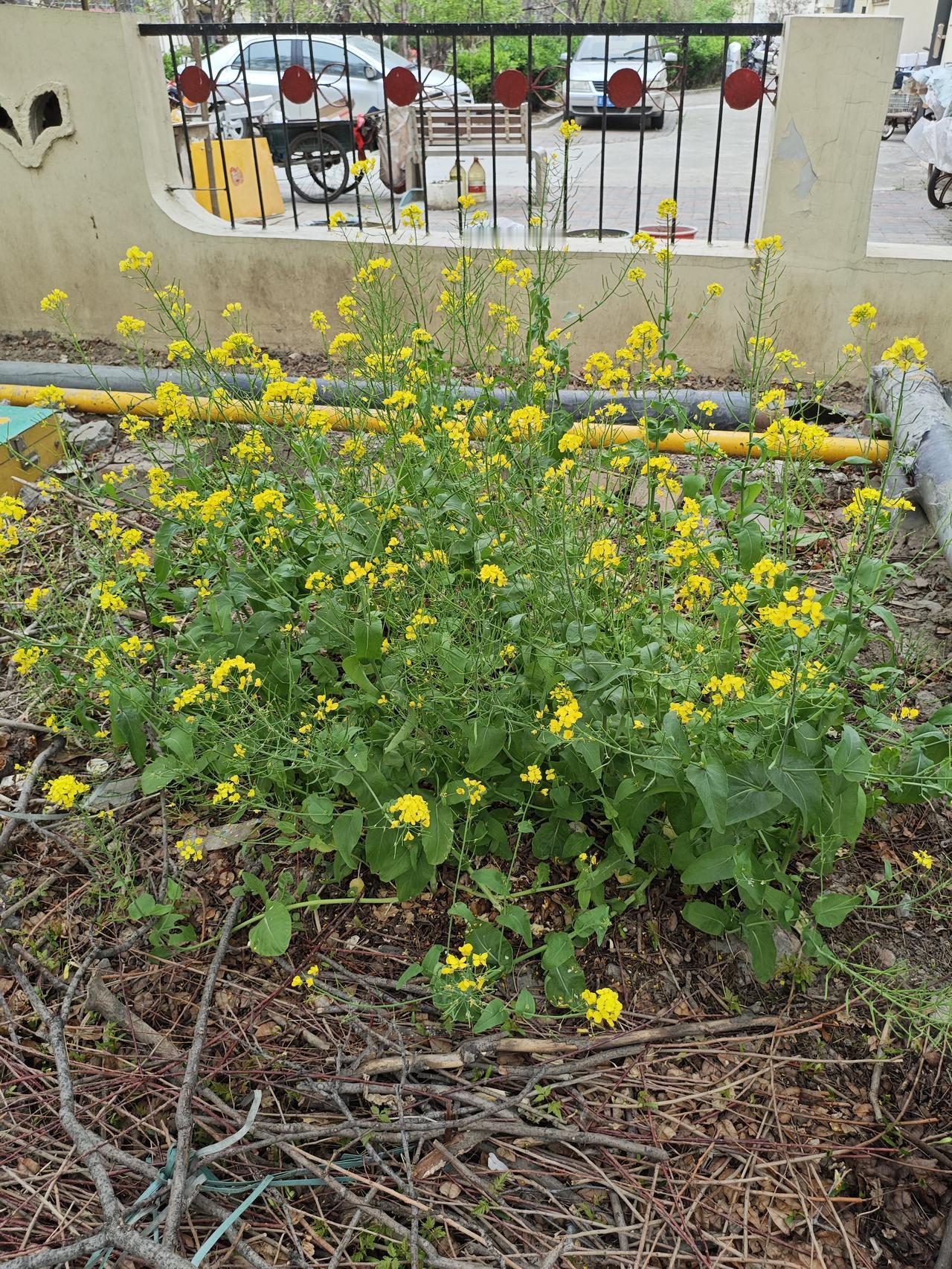 每年春天都会有各种花先后在小区绽放。粉色的桃花、白色的梨花，还有海棠花、油菜花、
