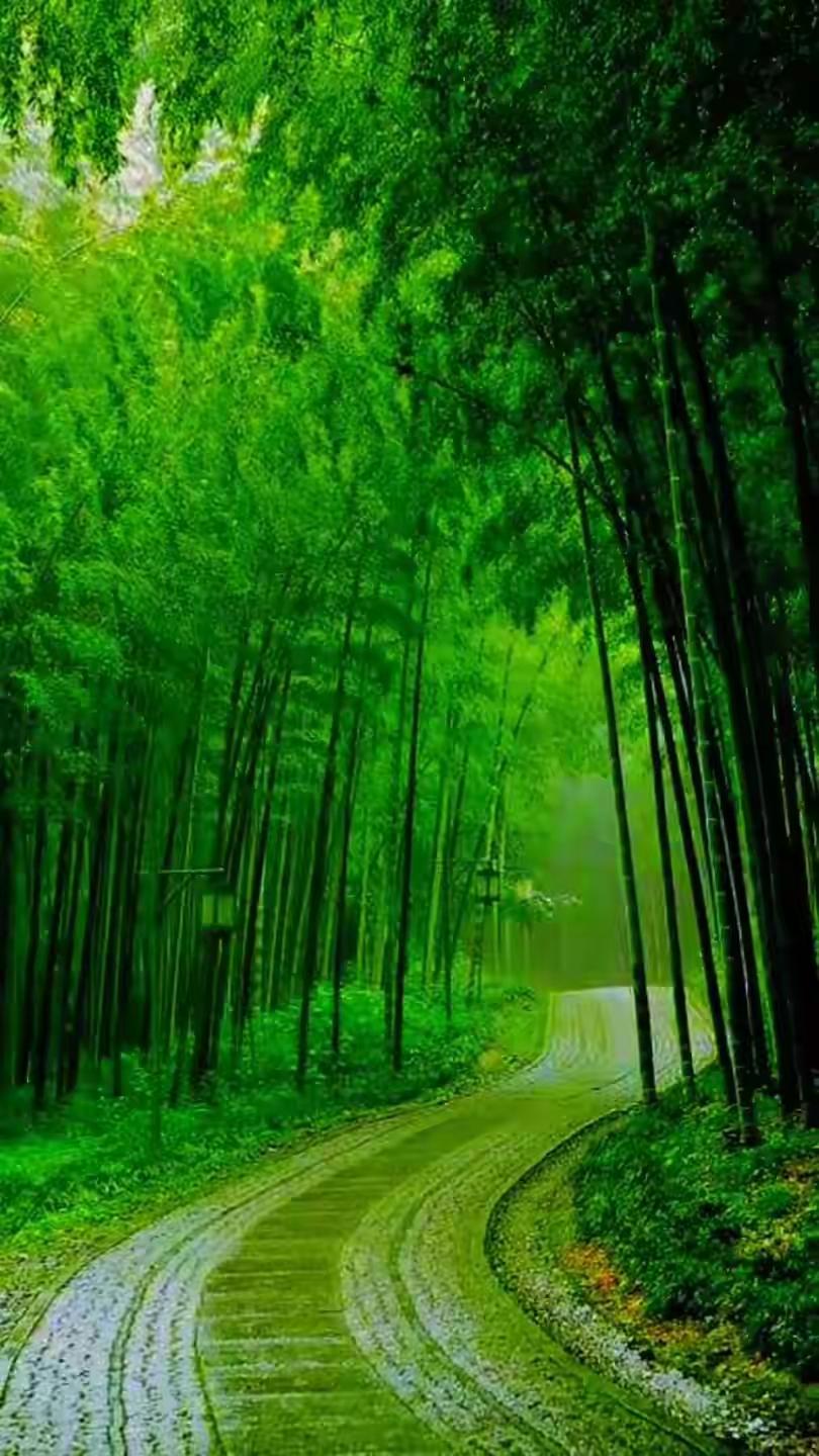 雾锁旧巷
 
雨丝像扯不断的愁绪，斜斜织在青石板路上。我撑着伞站在巷口，指尖触到