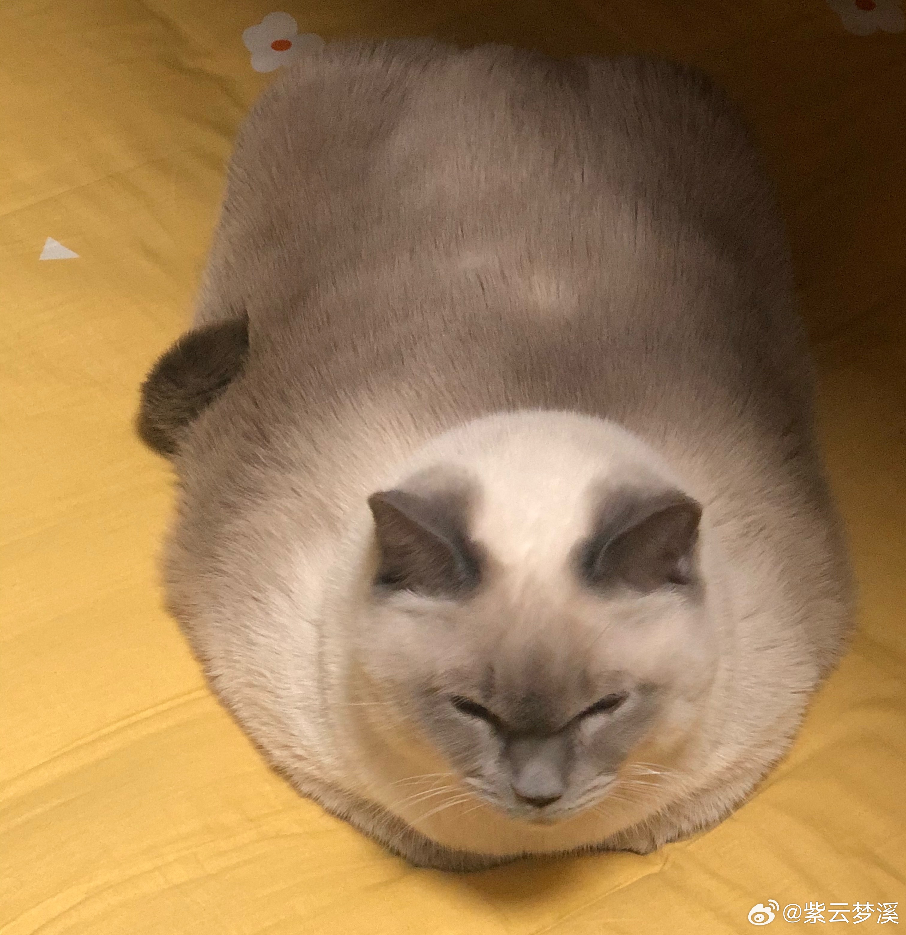 原来的你胖嘟嘟的，看着你逐渐衰老，瘦瘦的走不动路，走了也好，不用再受罪了我的小毛