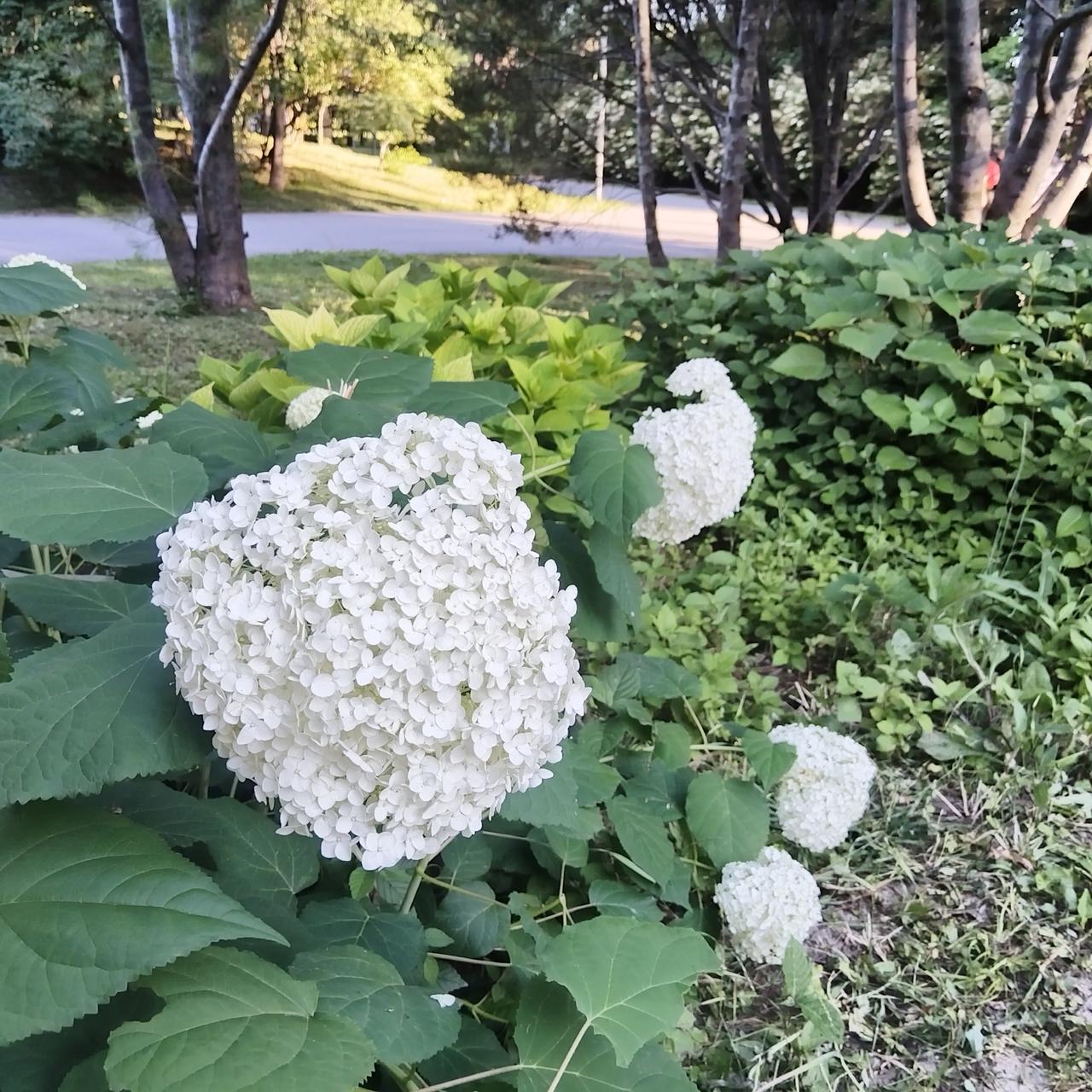 这是什么花，开得正好。