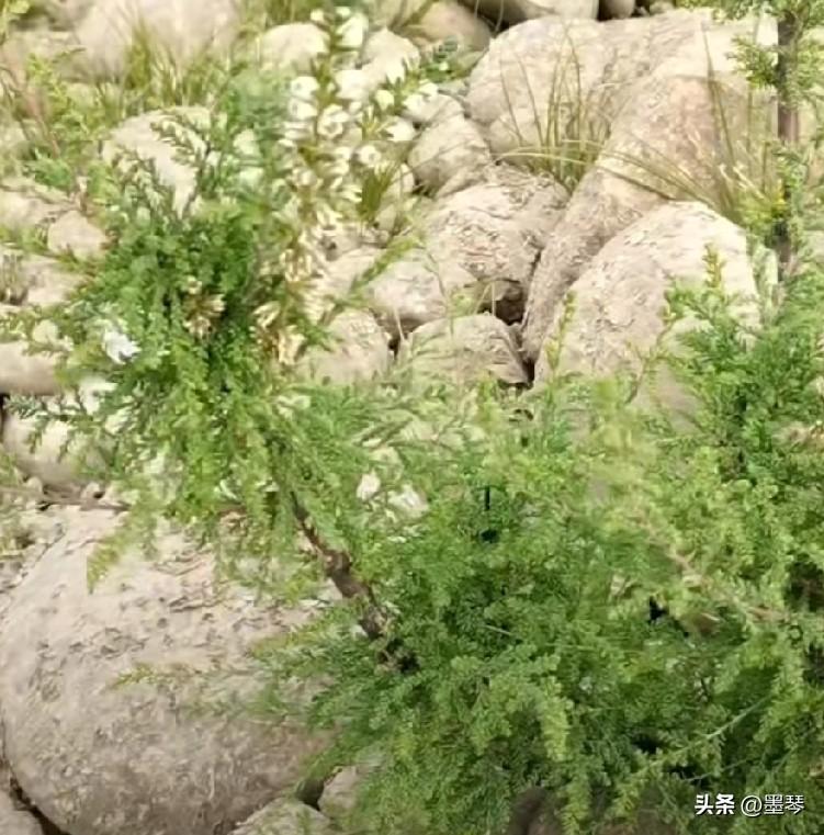 图片中的植物学名“疏花水柏枝”，是一种国家二级保护植物，据说只生长在长江流域，且