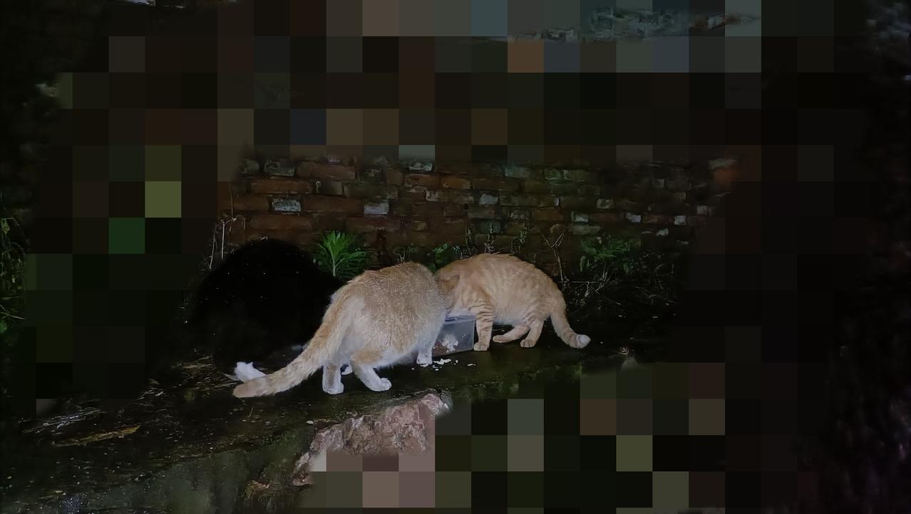 今晚去喂猫，半道上又开始下雨，没有遮雨的投喂点，我找到一个旧铁桶，刚好用来放猫粮
