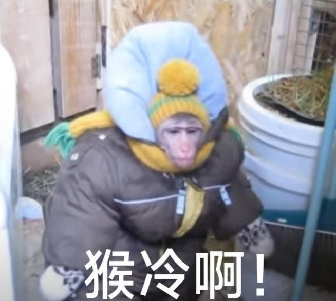 秋季最后一个节气要来了，我寻思现在已经冬天了。这两天室外的风都开始刺骨了，不温室