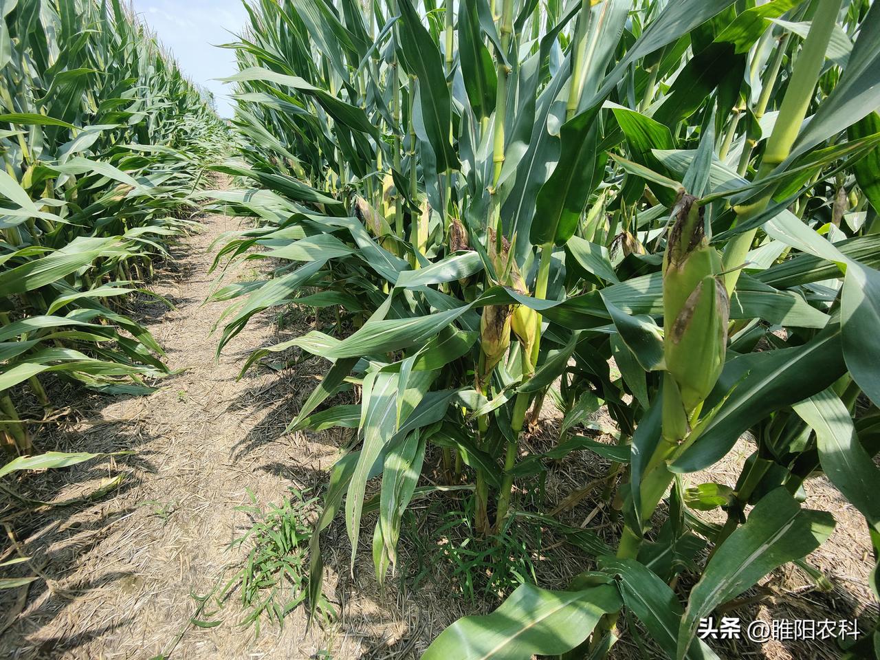 一、防病害，玉米蜡熟期，南方锈病进入暴发期，如果不注意防治，几天时间，叶片就会全