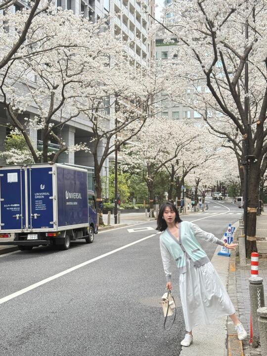3.28东京live｜樱花🌸和东京塔🗼都要有