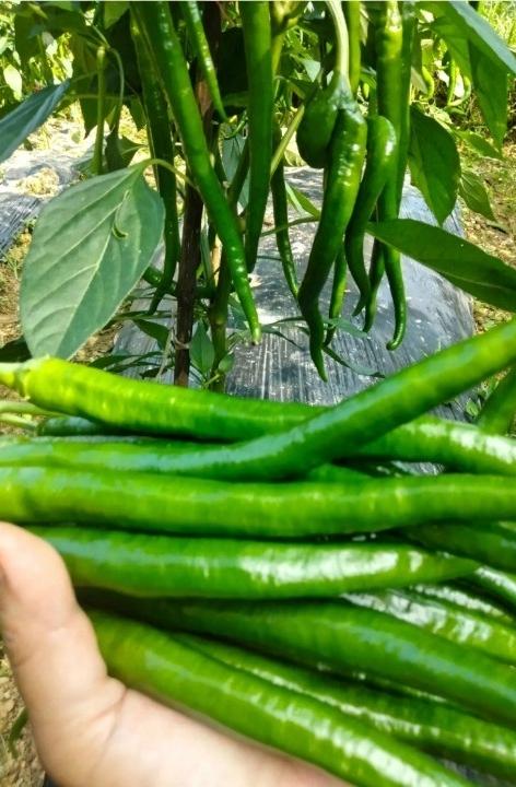 【夏天没胃口？别怕！这颗来自广西高山的“火辣密码”，专治食欲不振！】
炎炎夏日 