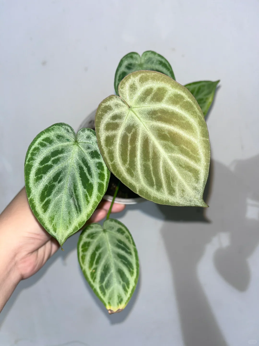 近期好看的花烛