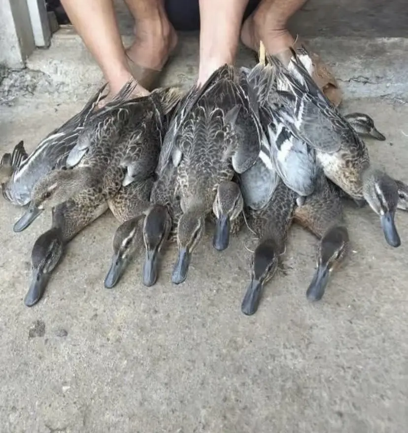 有人认识这是什么东西吗 野生的 乡愁回味