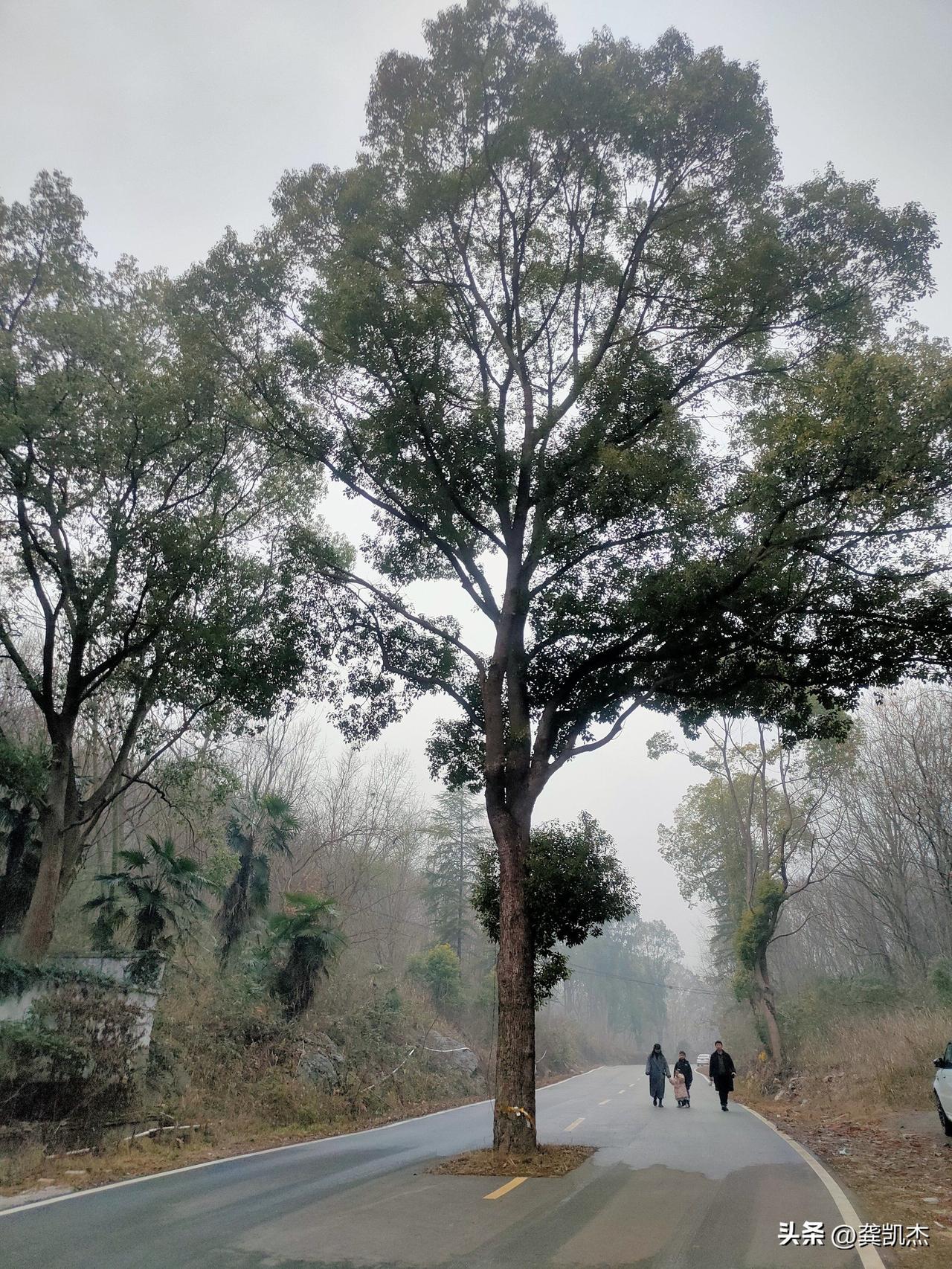 路中间的树和凸出的路牙子，哪个危险？