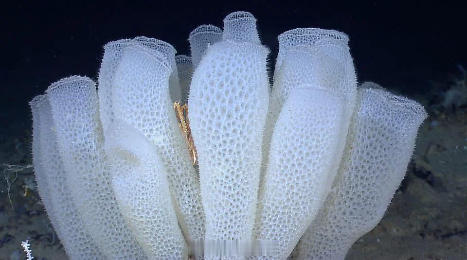 玻璃海绵是地球上寿命最长的动物之一，估计寿命为15000年 