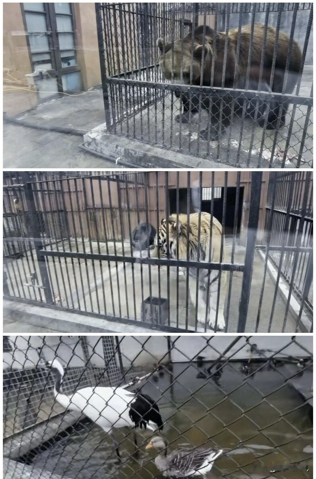 滕州荆河公园动物园搬迁啦！滕州市动物园因拆迁搬迁至位于龙阳镇的滕州市野生动物。