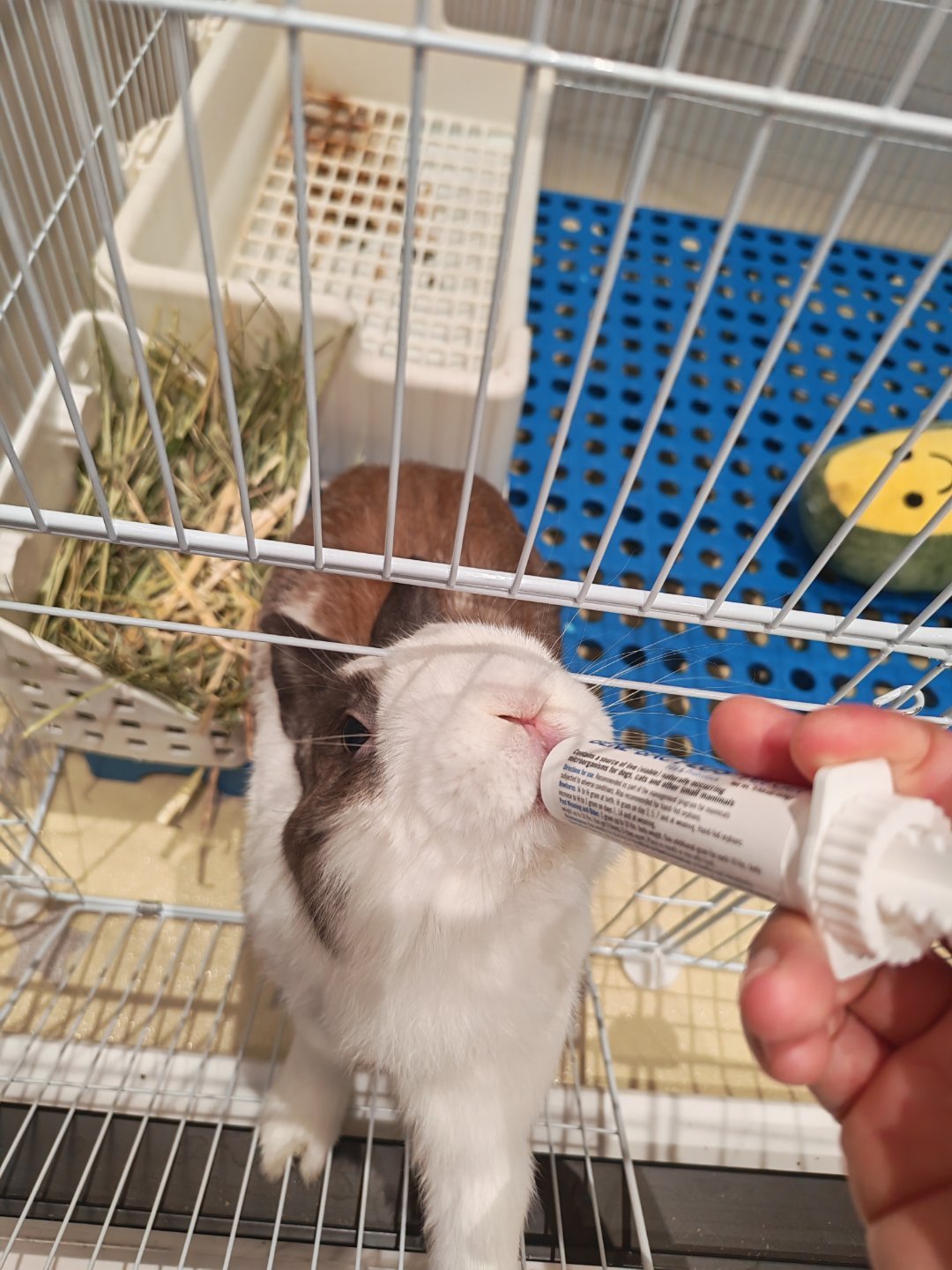 看花是一个非常坏的好小兔 