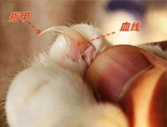 猫咪眼里，被你摸爪子、剪指甲是什么感觉？看完再也不强行折腾它
