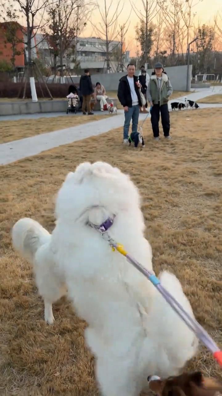 萨摩耶的落日华尔兹。
在忘乎所以的舞蹈中，整个日落跳了整个日落。