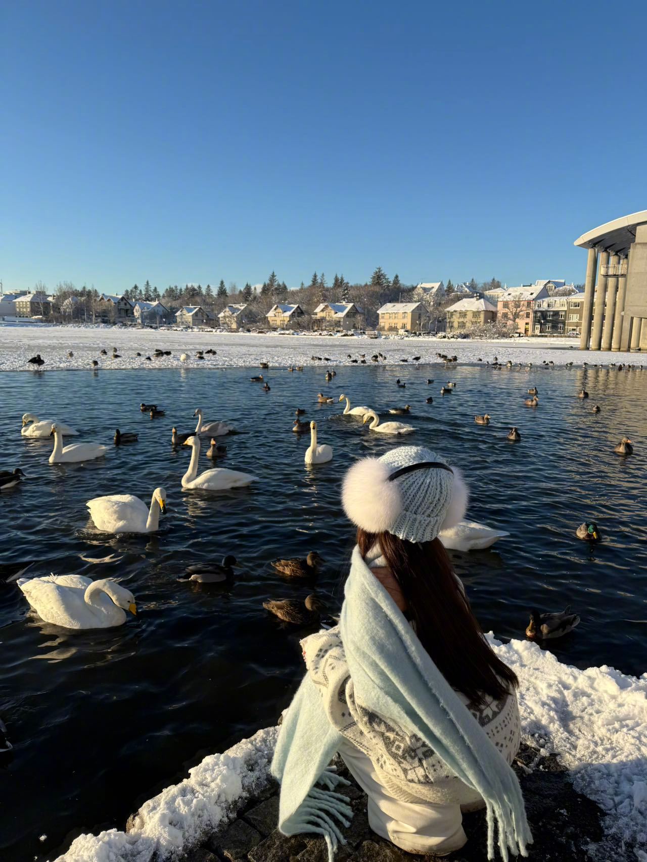 旅行plog | 天鹅是冬天的情书🦢今天出发去看天鹅啦！📸在这里拍了八百张美