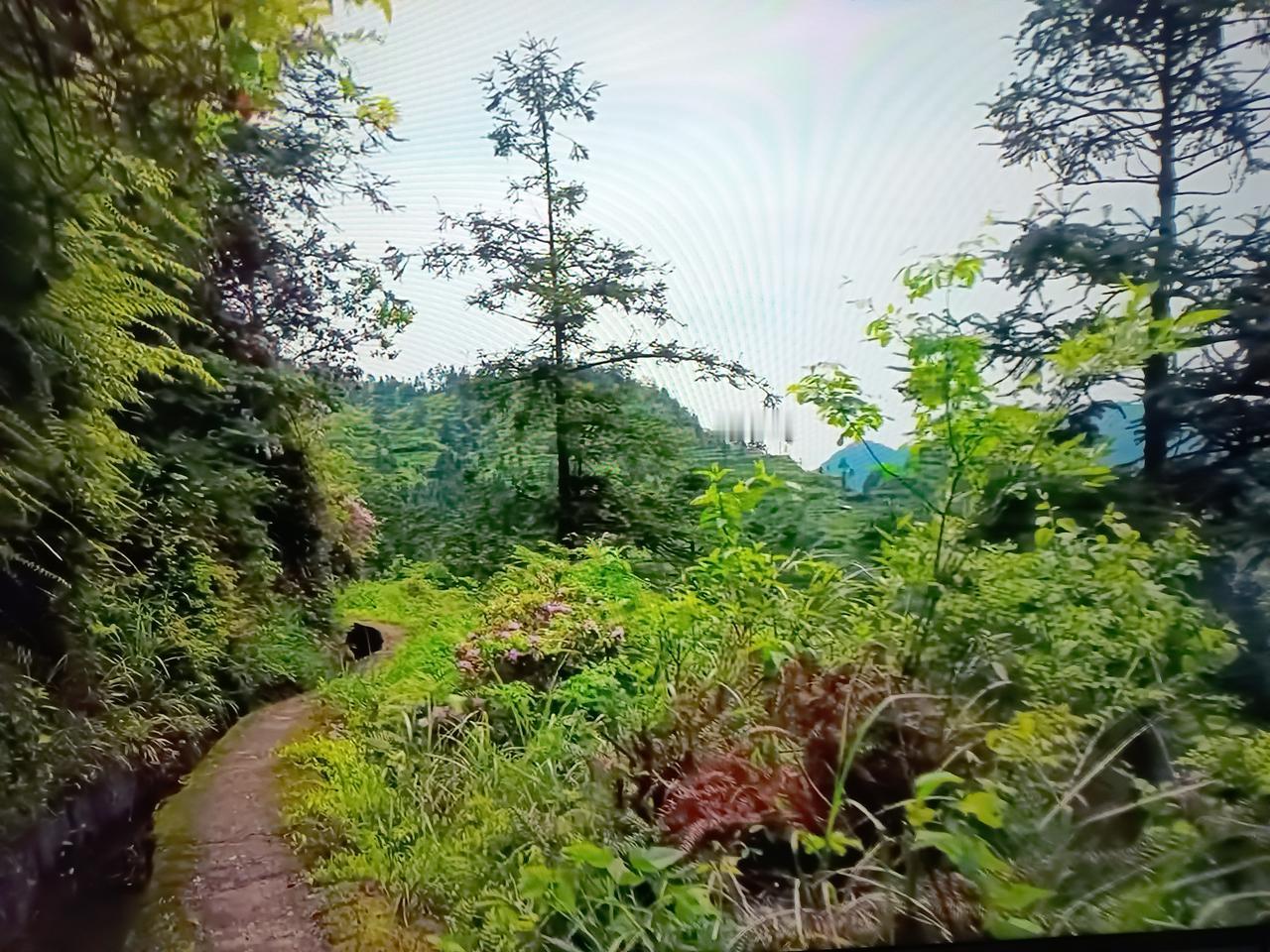 我喜欢山，喜欢山的伟岸，喜欢绿色的沉浸