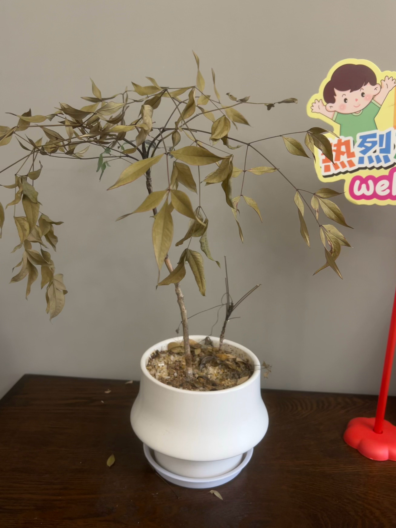 有没有不容易死的绿植推荐呀？春节买的南天竹又让我养死了[允悲] ​​​