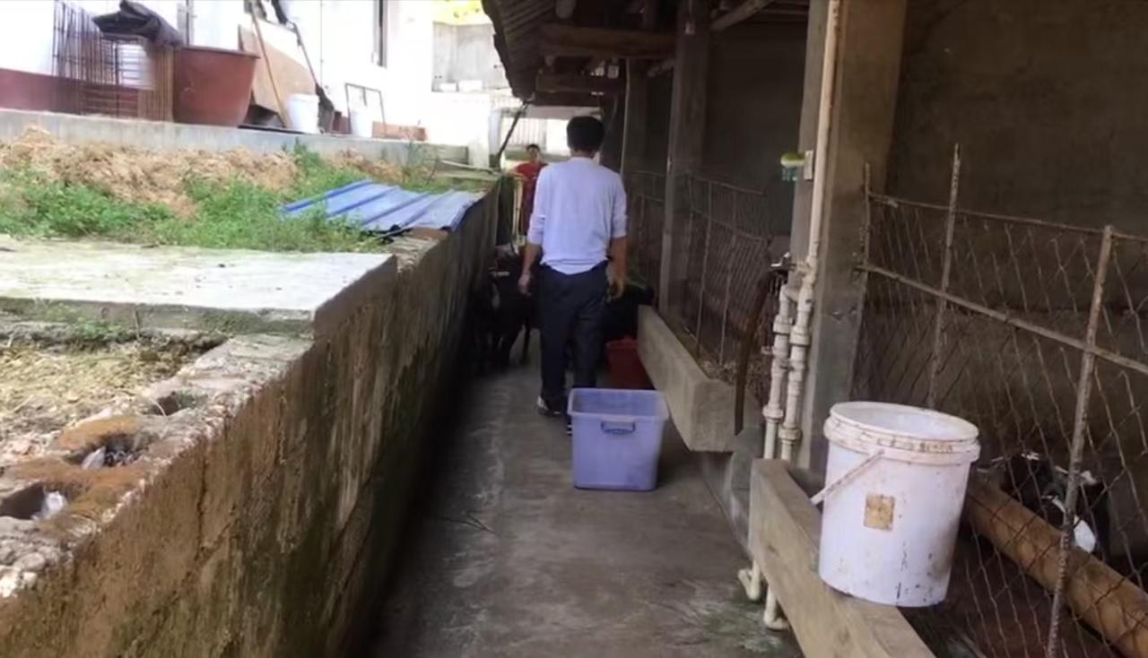 很多新手回乡养黑山羊，都是看着别人轻松赚钱，脑子一热就入行。我们伟艳羊场养羊多年