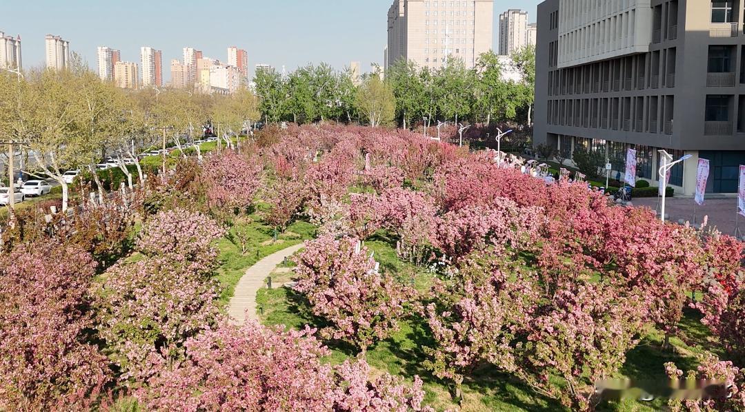【免费开放！石家庄学院首届海棠节盛大开幕 千株海棠邀市民共赴春日盛宴】近日，石家