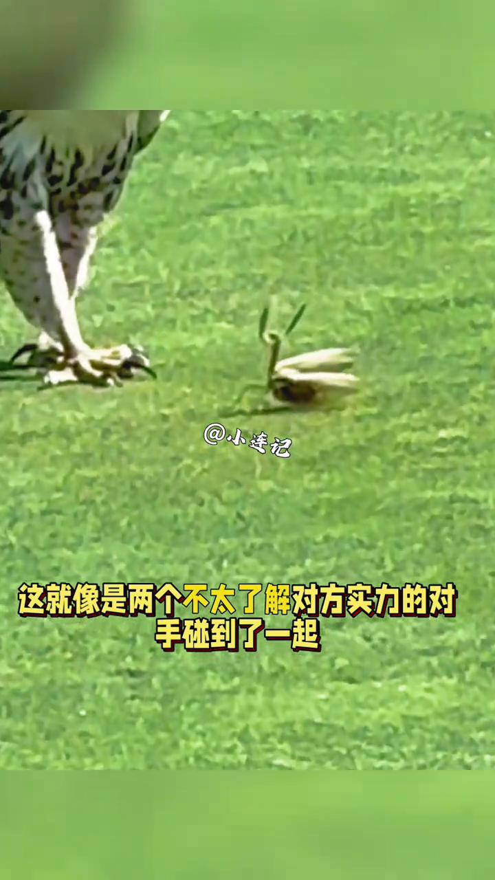 鹰与螳螂对决。
小连记。
一只老鹰落下来之后居然和一只螳螂对峙起来了，这场景真的