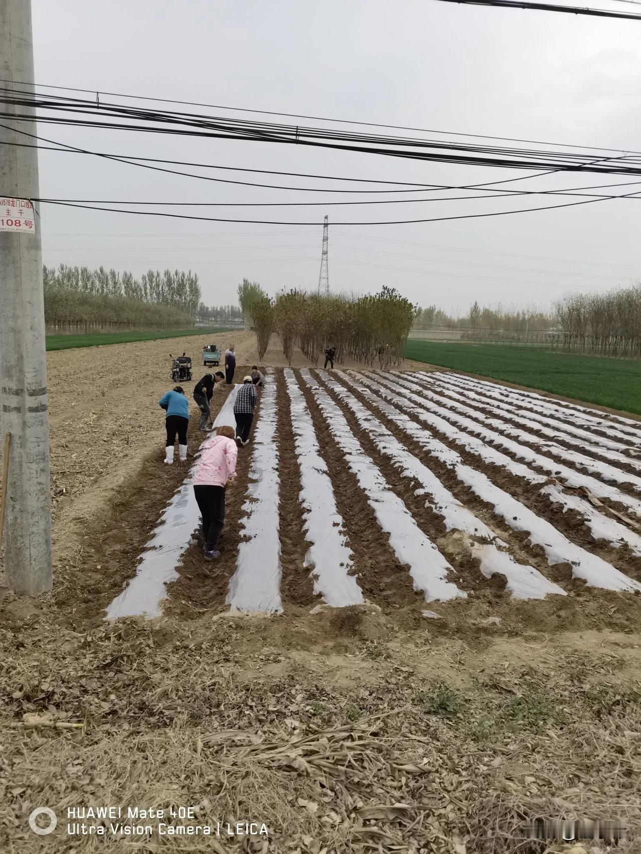 如果失业了，谁愿意和我一起回老家种地去？我父母的地有4亩（在闲置状态），挨着的还