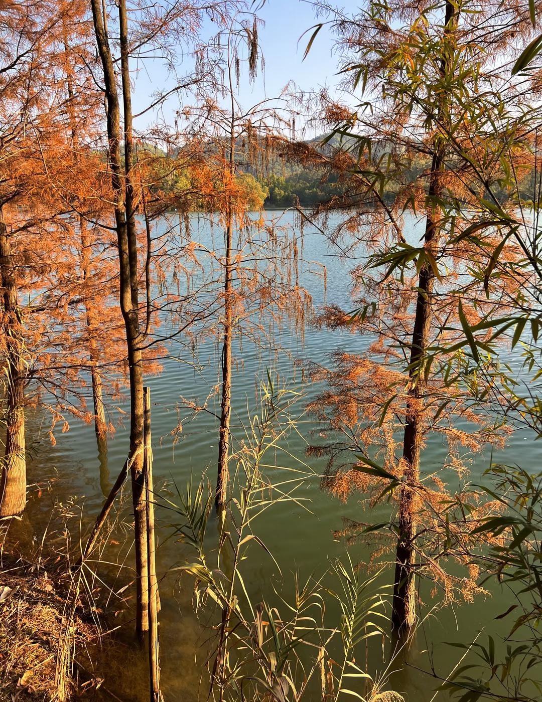 中山金钟水库落羽杉好美！附路线图
🍂限定落羽杉！！！
当风掠过湖面时，整片落羽