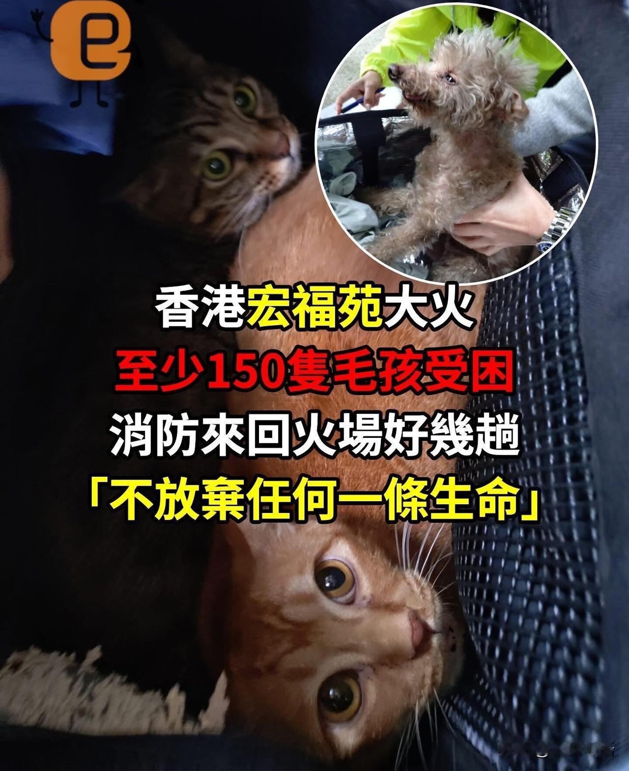 香港宏福苑大火看得我心揪疼😭
浓烟裹着烈焰
消防员一趟又一趟冲进火场
不光救人