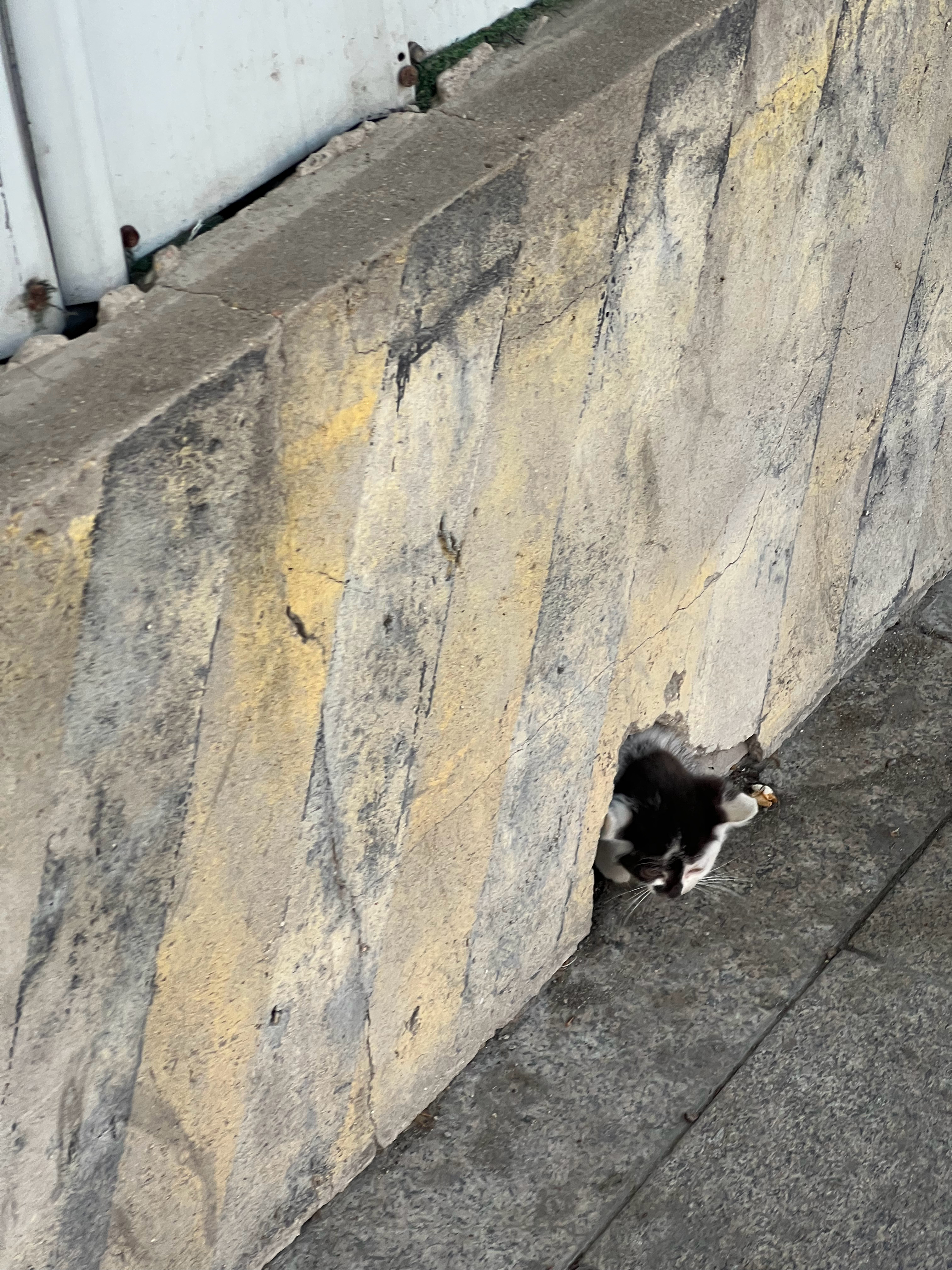 小猫洞🕳️ 