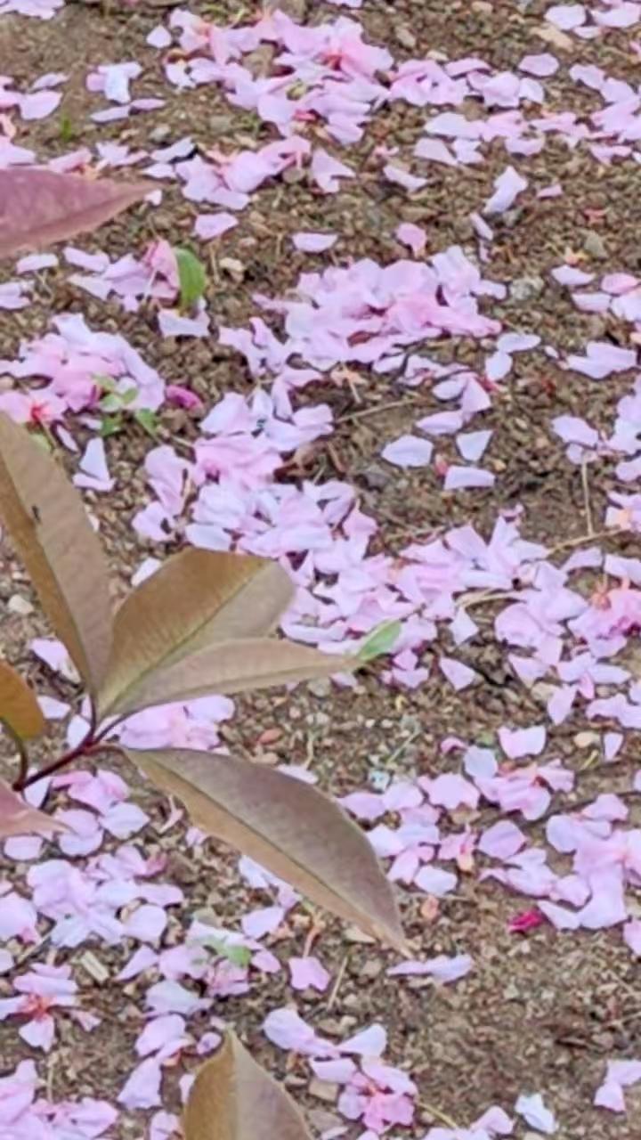 菩萨蛮·谷雨看花2588
作者/平常心
（2026.4.23.18:55）
晨起