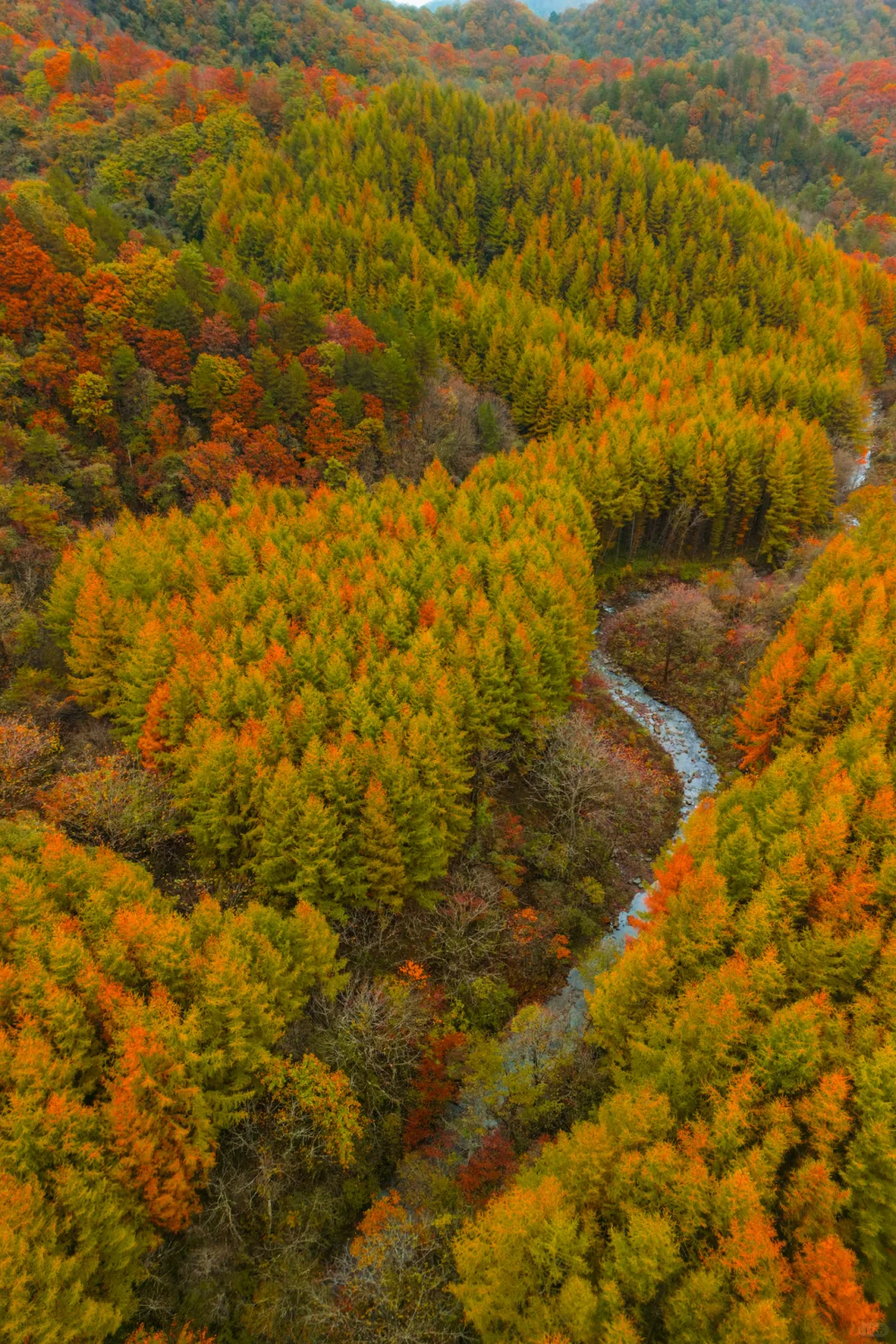 光雾山的红叶到底是不是网图？值得去吗？🌈❤️
