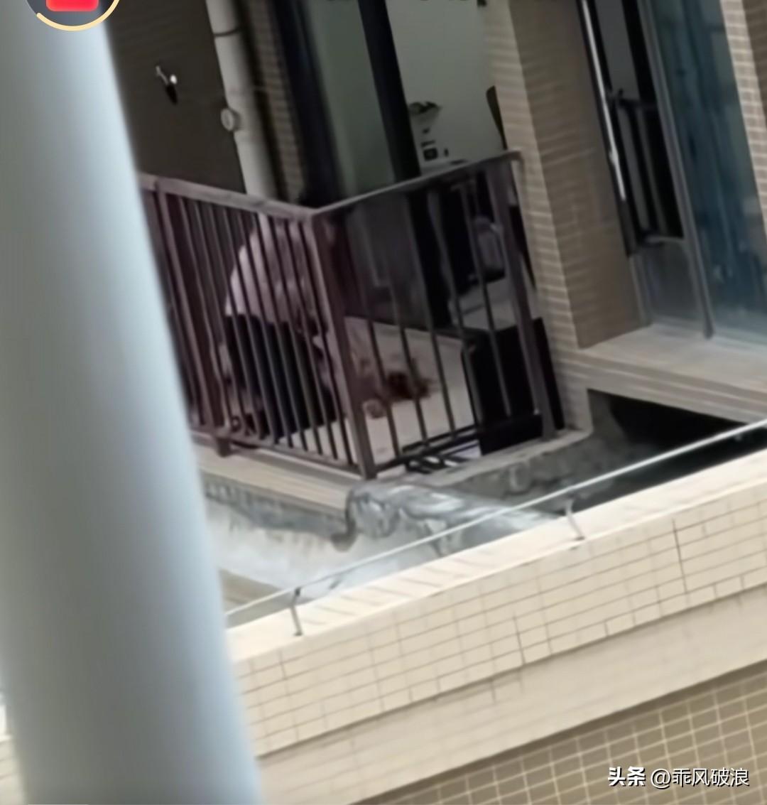 狗狗龇牙咧嘴想咬主人，主人在自家院子里教训狗狗，被人拍了视频，还发到网上说主人在