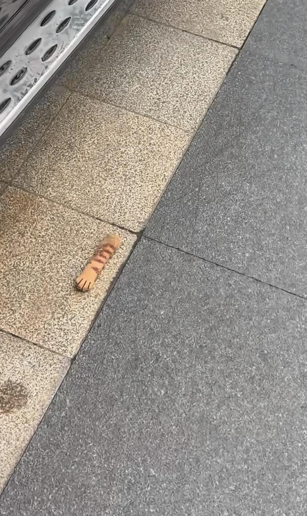 停车场里被这个玩意儿吓了一跳！仔细一看才舒了一口气。