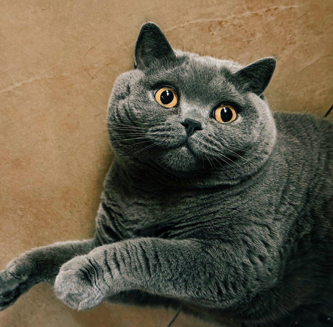 猫的生活真好。 