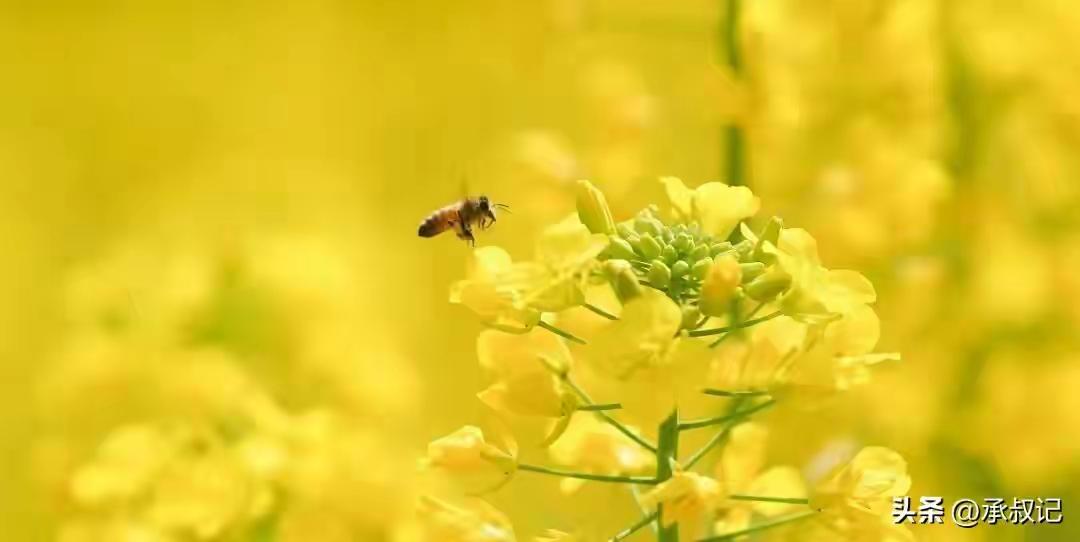 小蜜蜂死了，油菜花也冤枉死了。
蚜虫来了，打药一刻不能等。

好多没农业经验的人