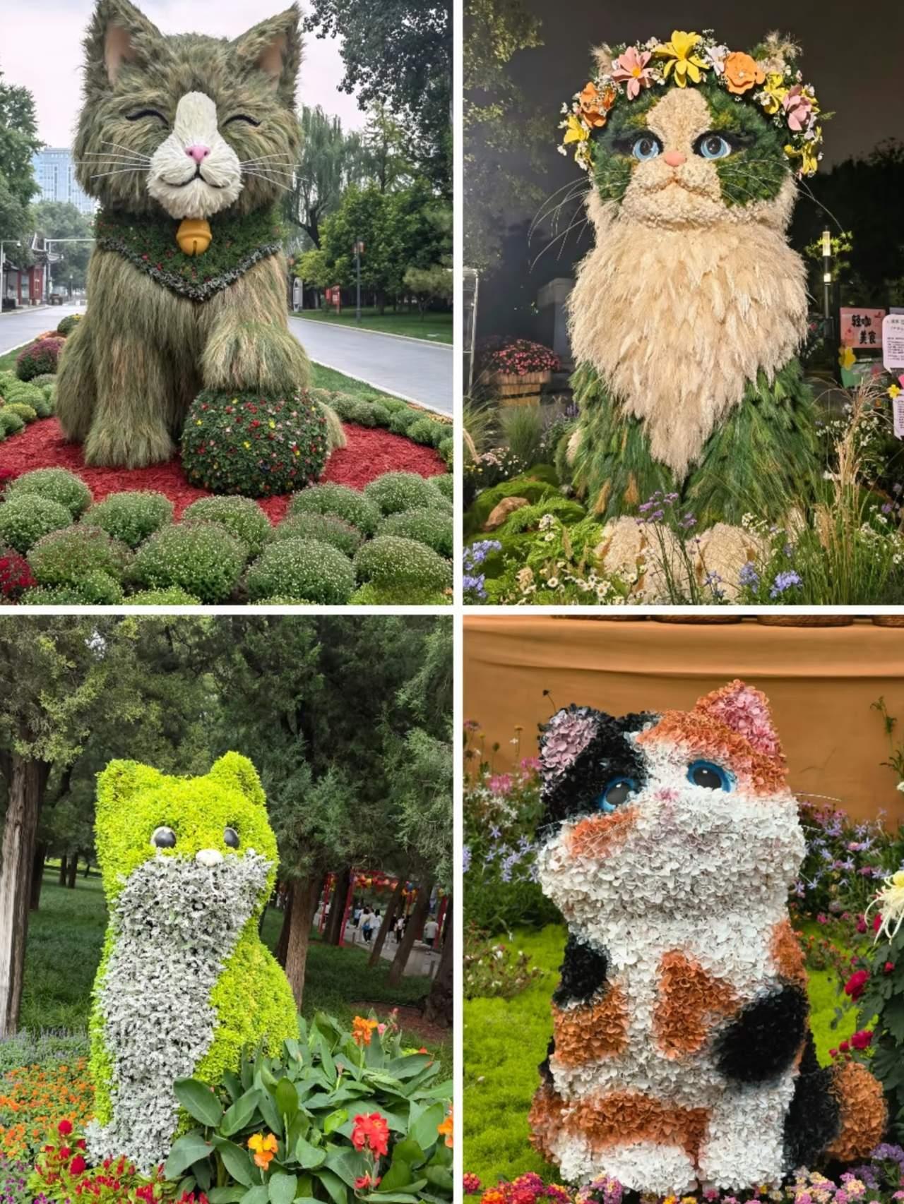 四只花猫摆拍，各有特色！