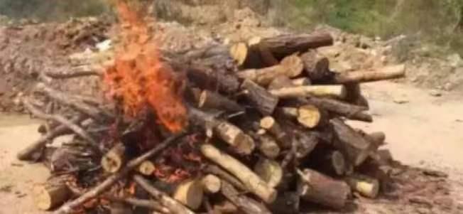 枯松不能烧，不能砍，不能运，一截木头比人还难动。
这事儿不是小题大做，是真有虫子