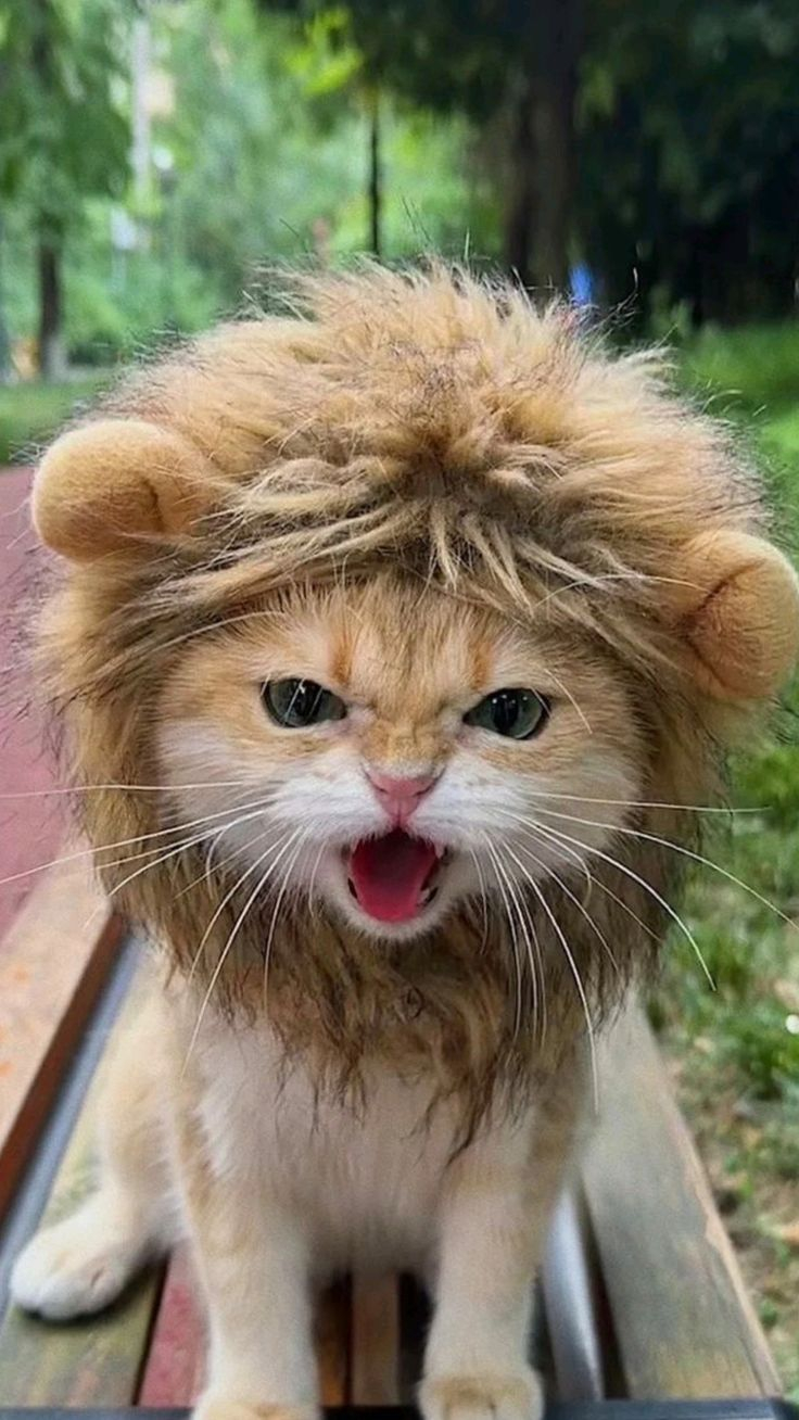 哈哈哈哈哈哈，炸毛小狮质~ ​​​