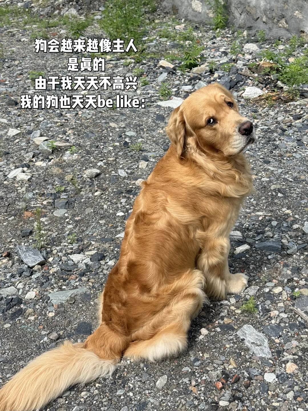 我说真的 什么人养什么狗