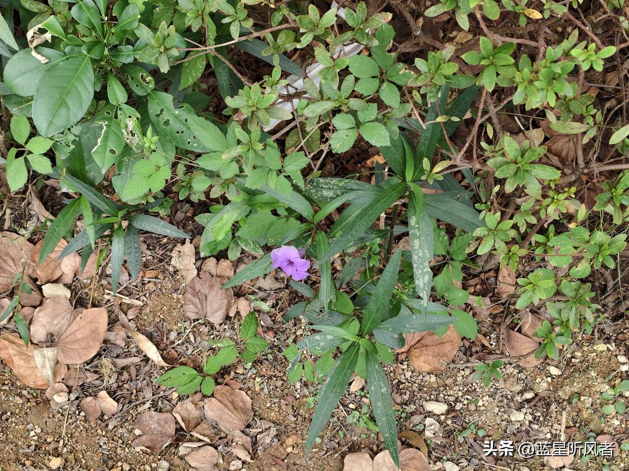 没想到入秋了，小区这棵树居然还在开花
 
本来以为入秋了很多花都要歇了，下楼一抬
