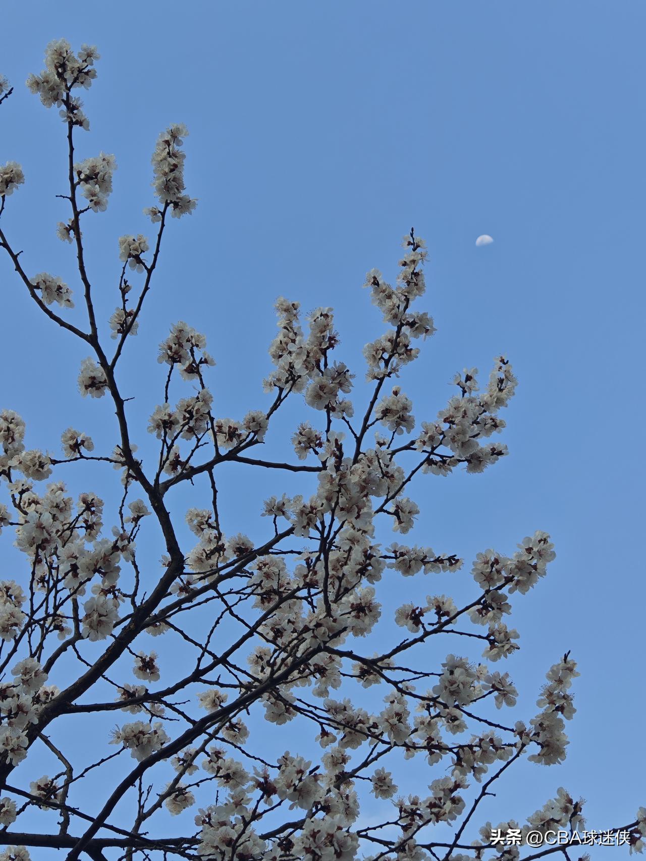 花开如雪，月出如霜，你是人间第三种绝色。