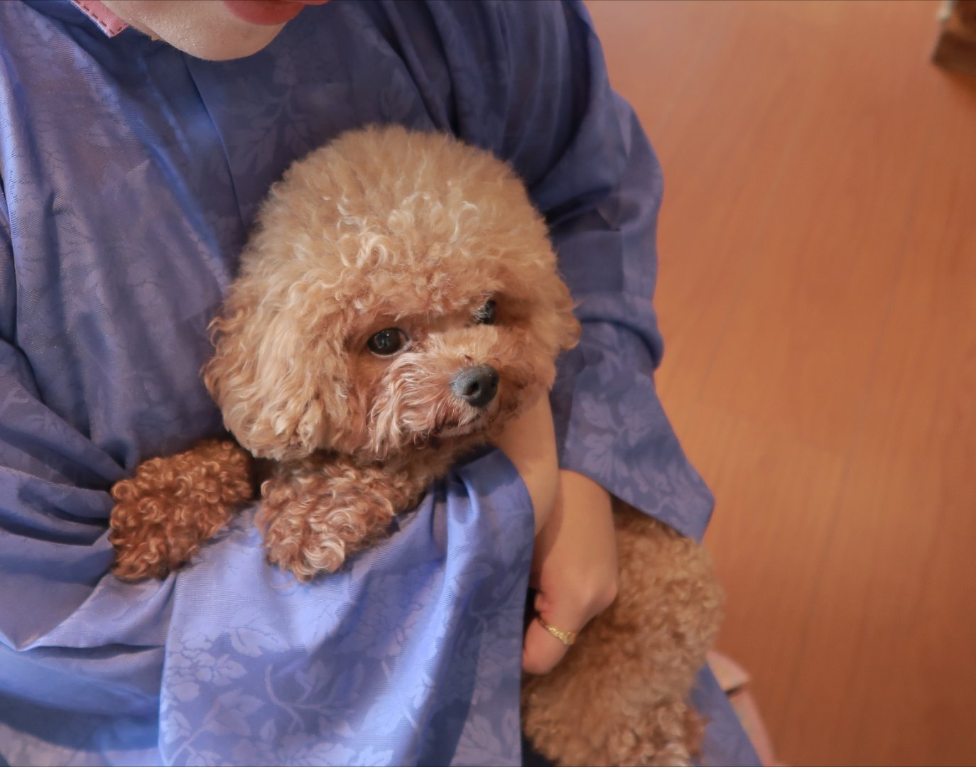 明代人摸狗，明代人绑架小狗🐕 