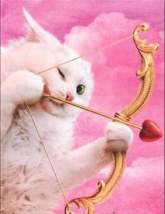 🫗✨♥️小猫咪の丘比特之箭已向你发射🏹