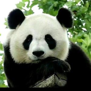 地缘的研究所