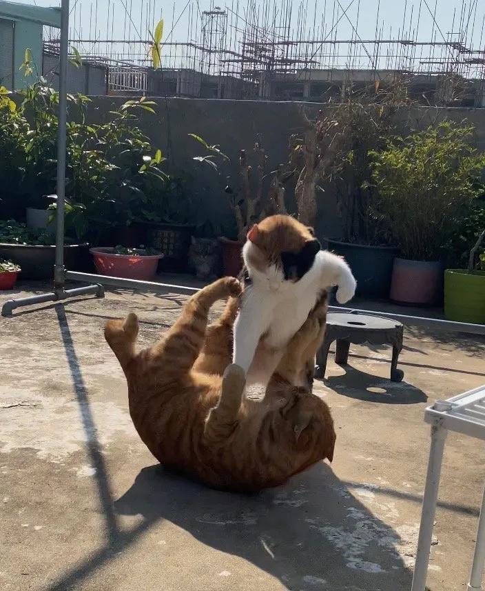 这是一只功夫屌德的猫啊[呆无辜][呆无辜]。
