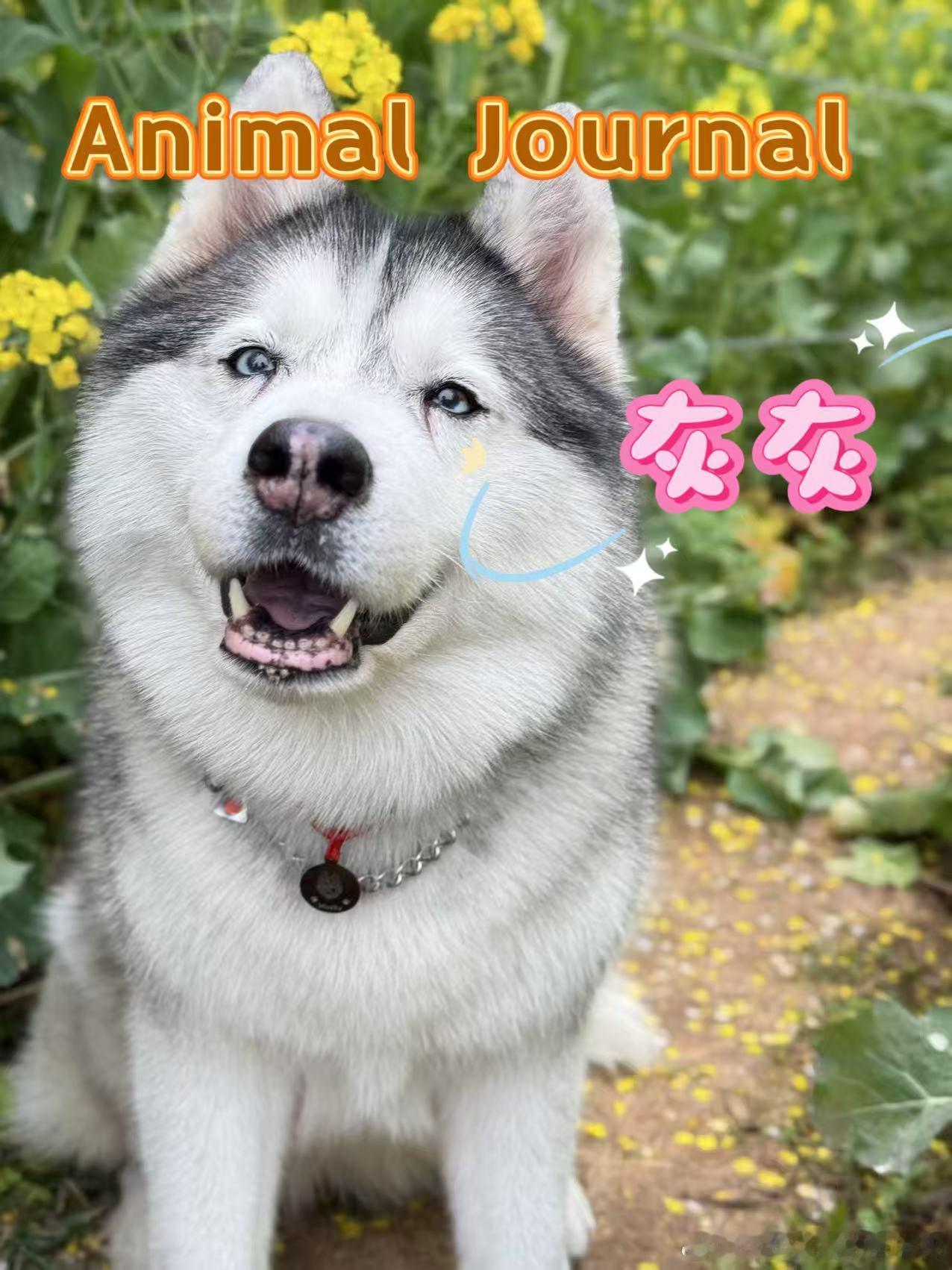 哈士奇[超话]  春日杂志封面[喵喵] ​​​